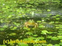 /home//u458753944/public_html/sourcegallery//Frogs/More bullfrogs/P7251193.JPG